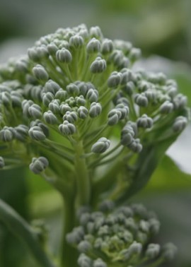 Broccoli ‘Green Sprouting’ 3