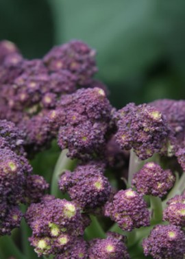 Broccoli ‘Romanesco’ 1