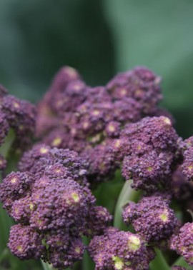 Broccoli ‘Romanesco’ 2