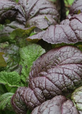 Brown mustard