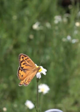 Butterfly on chamomile