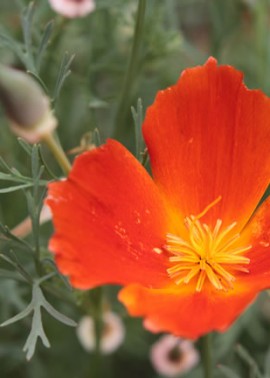 Californian poppy