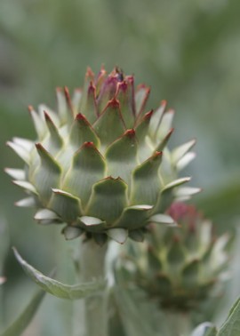 Cardoon 2