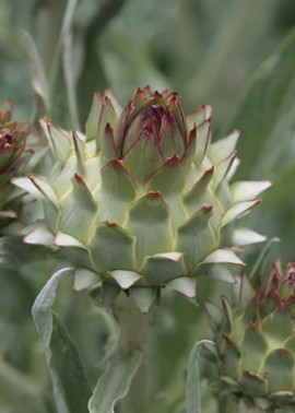 Cardoon 3