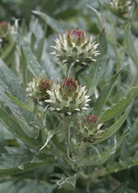 Cardoon 4