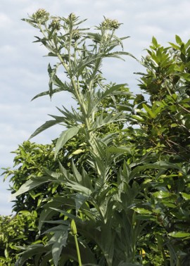Cardoon 1