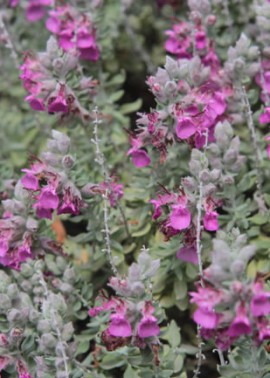 Cat thyme