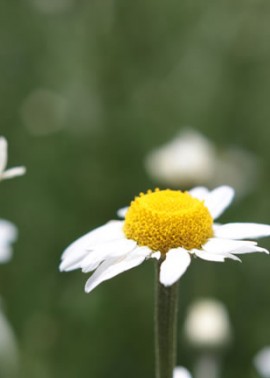 Chamomile 2