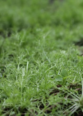 Chamomile seat closeup