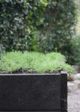 Chamomile seat