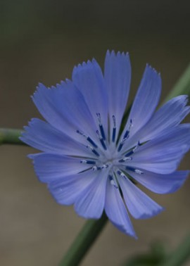 Chicory flower