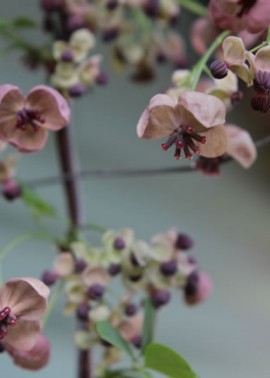 Chocolate vine flowers 2