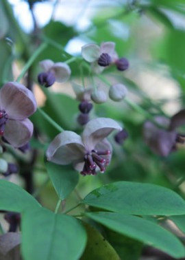 Chocolate vine flowers 1