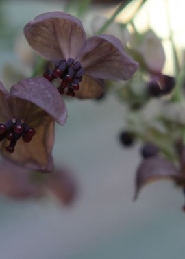 Private: Chocolate Vine Flowers