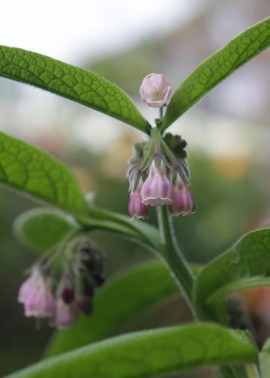 Comfrey ‘Bocking 14′ 2