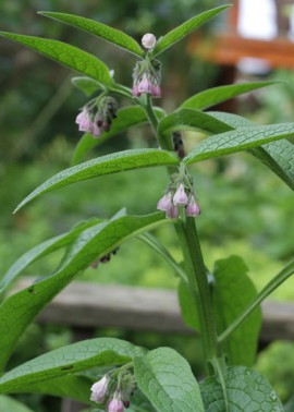 Comfrey ‘Bocking 14′ 1