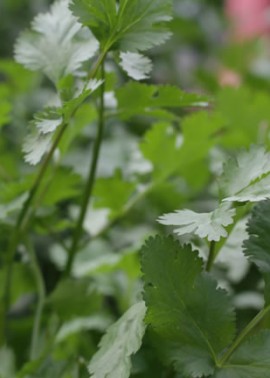 Coriander