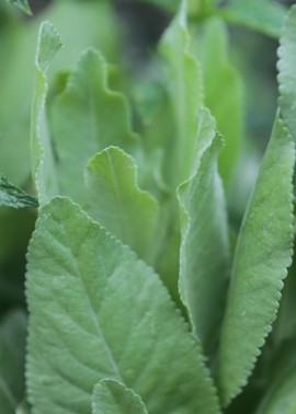 Costmary 1