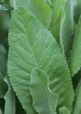Costmary 2