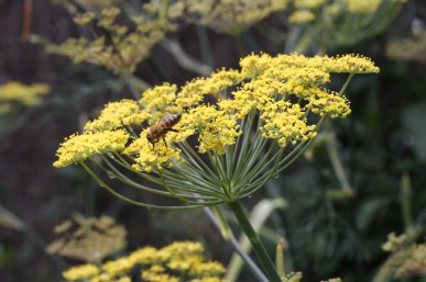 Bronze fennel flower with bee