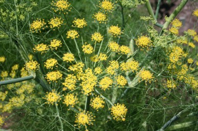 Fennel flower and leaves, Foeniculum vulgare chewing fennel seeds helps to reduce appetite.