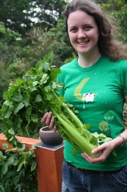 Freshly picked celery