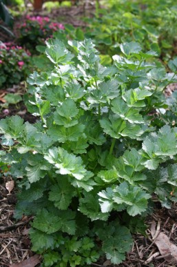 Chinese celery