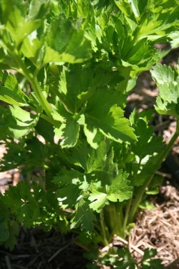 A young celery plant