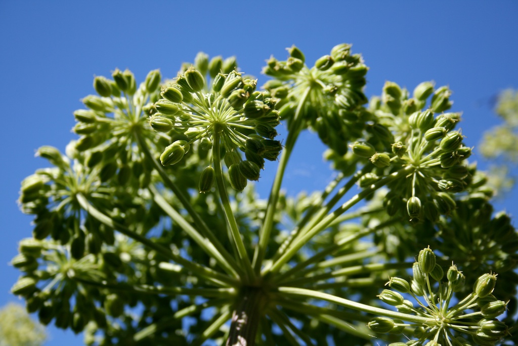 Angelica (Angelica archangelica), how to grow & use by Penny Woodward