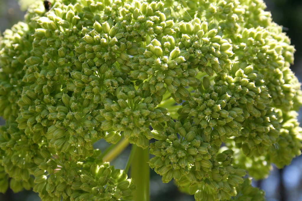 Angelica (Angelica archangelica), how to grow & use by Penny Woodward
