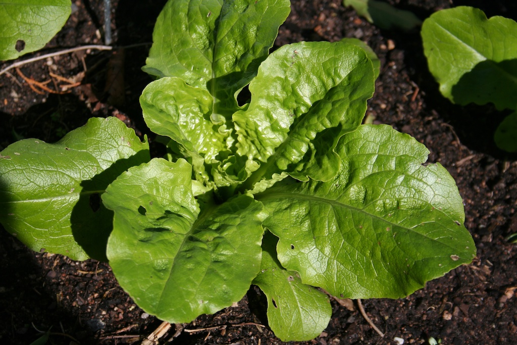 Bolt Head Types >> Lettuces are fast growing and versatile. Bolt Head Types >> Lettuces are fast growing and versatile.