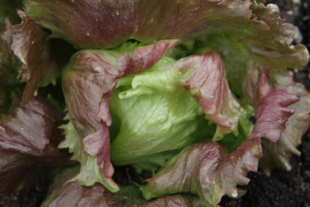 Lettuces are fast growing and versatile.