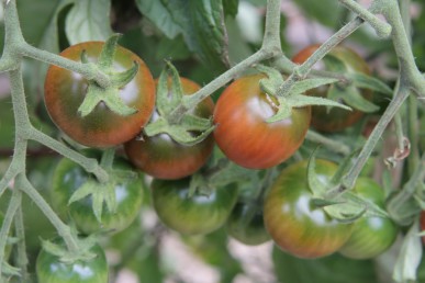 Black Cherry tomatoes