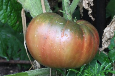 Black Russian tomato