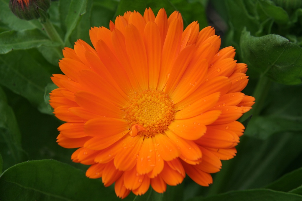 Edible flowers are decorative and delicious by Penny Woodward