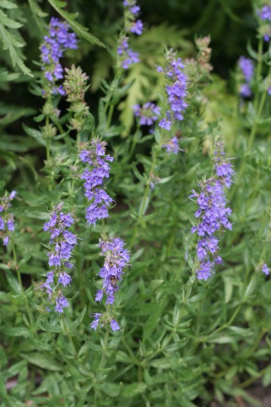 Hyssop bush