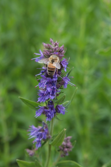 Blue flowered hyssop