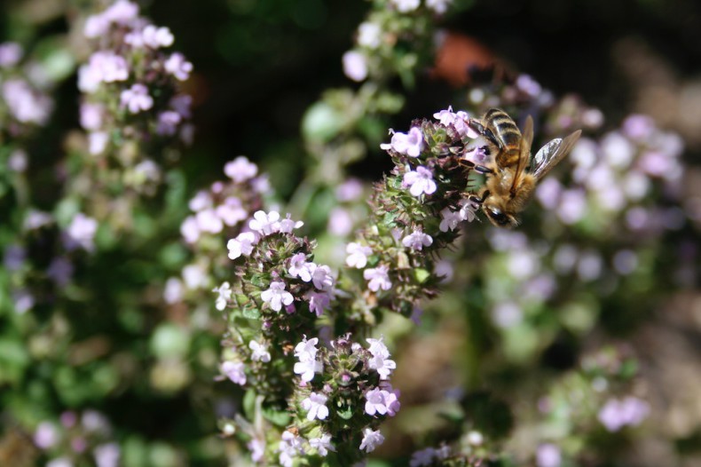 Bee and thyme