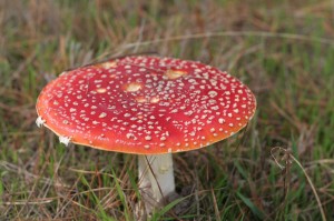 Fly agaric (Amanita muscaria) toadstool