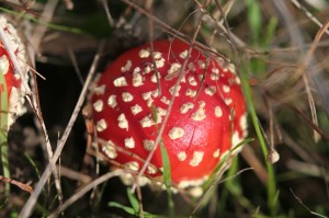 Fly agaric (Amanita muscaria) toadstool