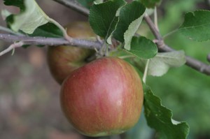 apple, Jonathon, fruit, tree, red