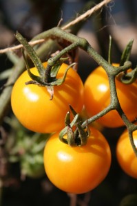 Tomatoes, Little Sugar Yellow, salad, 