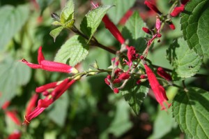 Pineapple sage, Salvia elegans 'Honeymelon' 