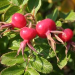 Rosa rugosa, rose, hips, red