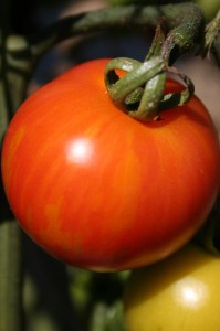 Tigerella, tomato, vegetable, salad