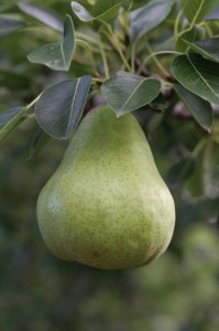 William, pear, fruit, fresh, tree, ripe