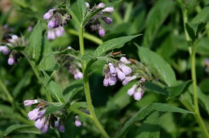 comfrey, Symphytum, herb, compost, nutrients