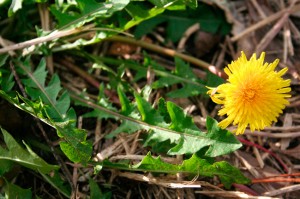 dandelion, Taraxacum, flower, leaves, weed