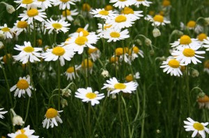 Chamomile is good for the compost as it sweetens the mixture