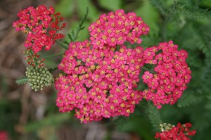 Yarrow, herb, flower, compost activator